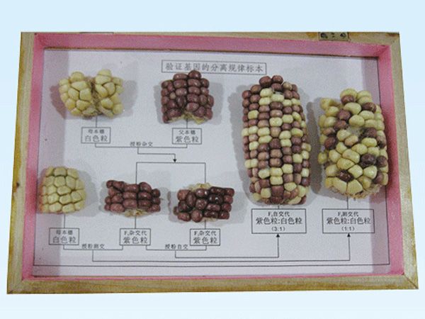 驗證基因分離規(guī)律玉米標(biāo)本