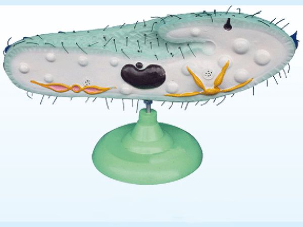 草履蟲模型